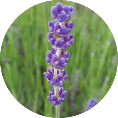 Lavanda IMPERIA