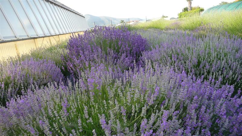 Presentata la nuova lavanda officinale AUGUSTA Presentata la nuova lavanda officinale AUGUSTA