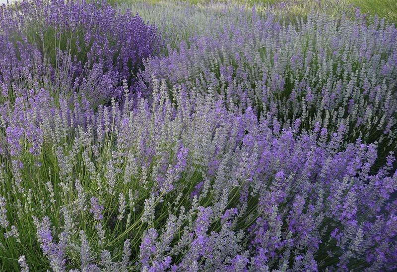 Associazione Produttori Lavanda Riviera dei Fiori Associazione Produttori Lavanda Riviera dei Fiori