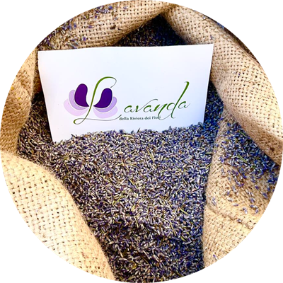 lavanda riviera dei fiori