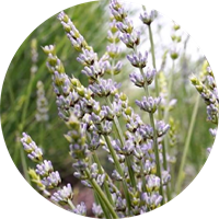 Boscomare