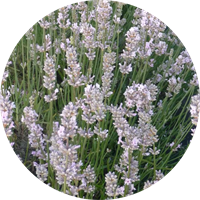 Rosea