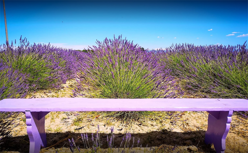 Lavanda del Cascinotto Lavanda del Cascinotto